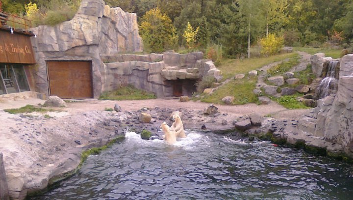 Eisbären im Zoo Hannover