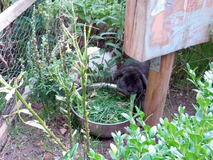 Kaninchen