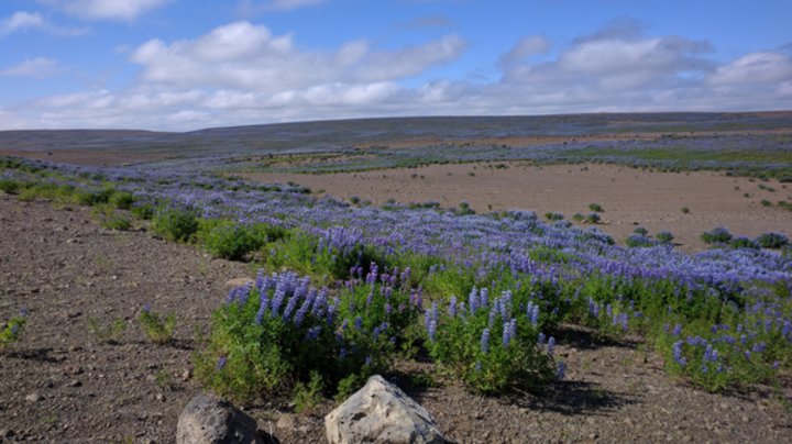 Mývatn