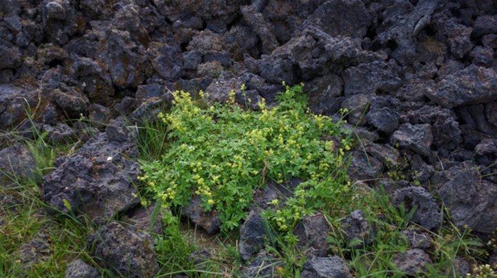 Húsavík, Mývatn und Krafla