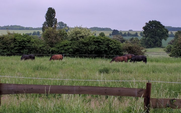 Perdekoppel an der Feldbuschwende