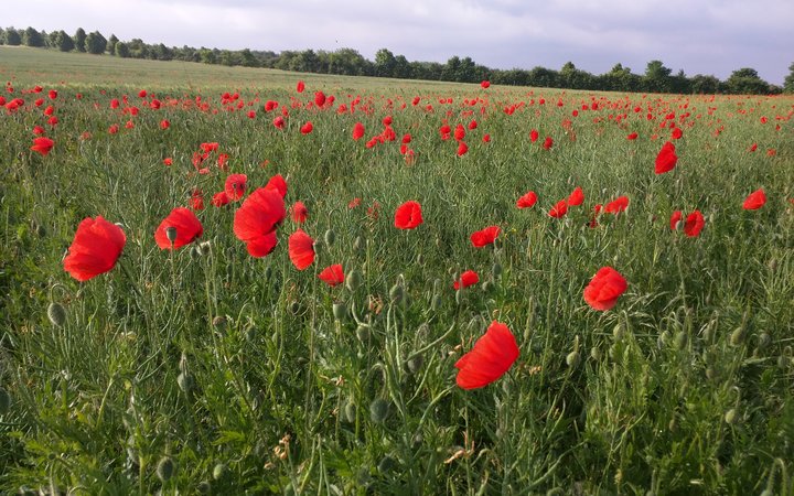 Klatschmohn in den Feldern