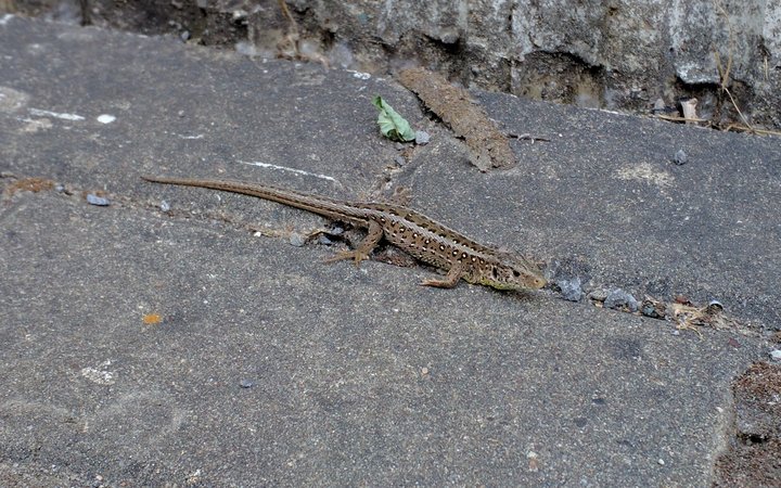 Zauneidechsenweibchen