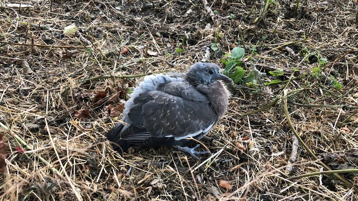 Ok, kleiner Vogel