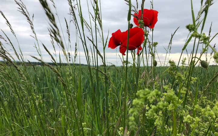 Klatschmohn im Mai