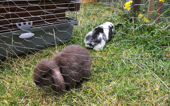 Kaninchen zu Besuch