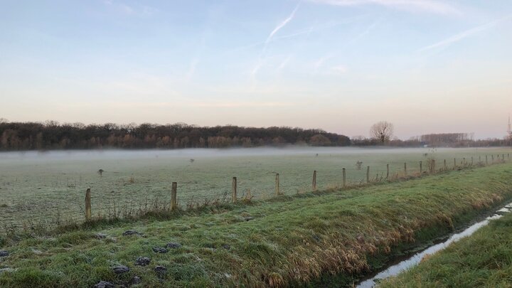 Morgennebel beim Tiergarten