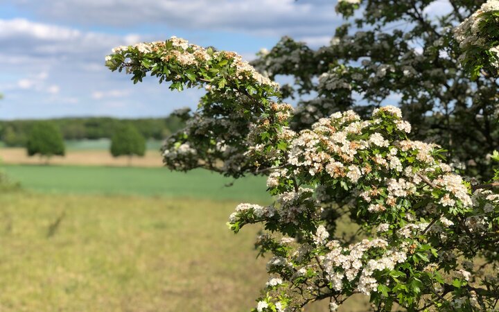 Bäume blühen