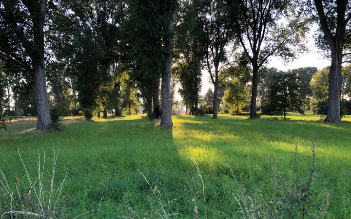 Direkt dahinter fließt der Rhein