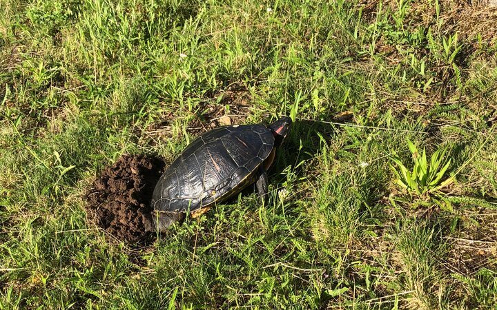 Rotwangen-Schmuckschildkröte