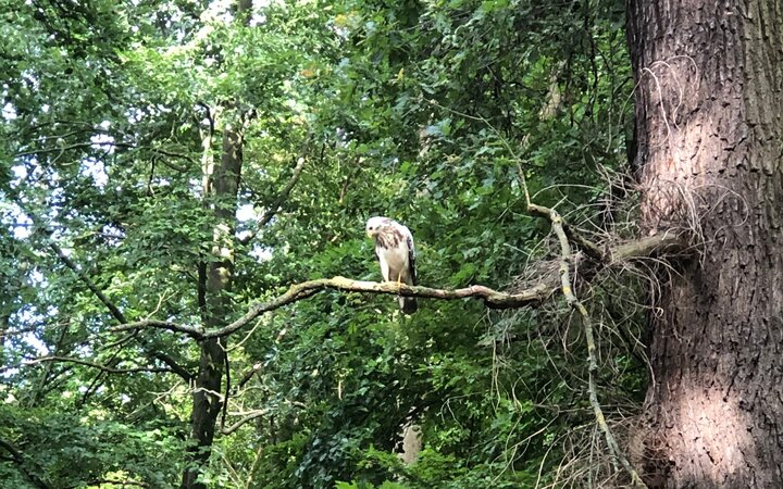 Mäusebussard in der Eilenriede