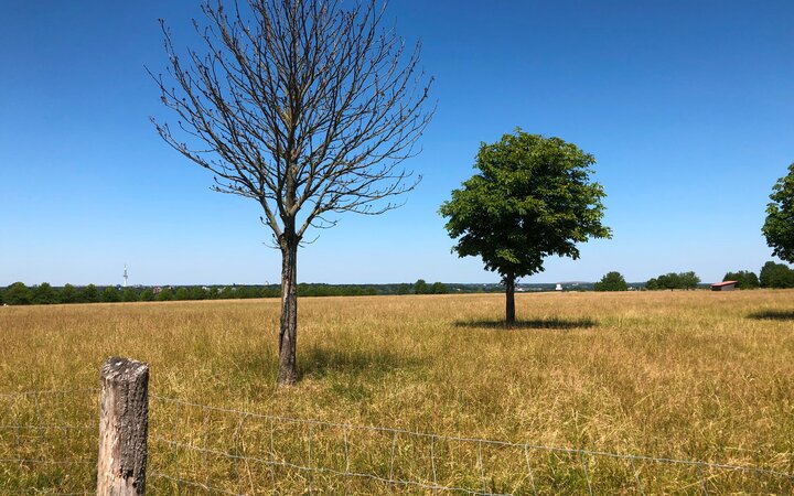 Mein Freund der Baum